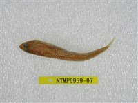 藏品(鬚棘吻魚)的圖片